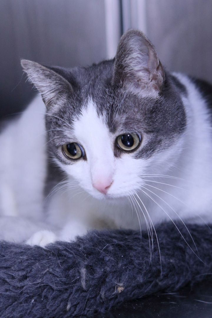 Cat for adoption Clarissa, a Domestic Short Hair in Austin, MN