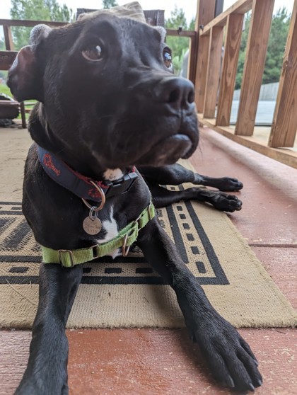 Mulligan, an adoptable Terrier Mix in Greensboro, GA_image-3