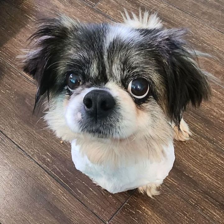 Pippa, an adopted Pekingese Mix in Clovis, CA_image-1
