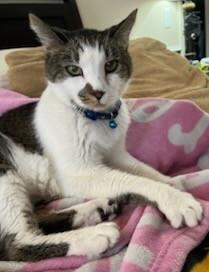 Lipton, an adoptable Domestic Short Hair in Columbia, SC, 29211 | Photo Image 1