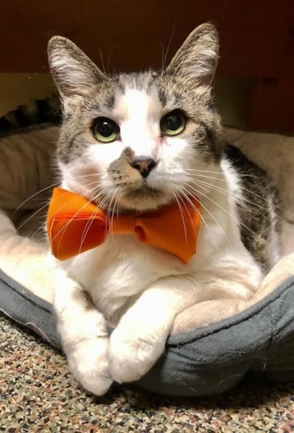 Lipton `A Priority Pet`, an adoptable Domestic Short Hair in Columbia, SC, 29211 | Photo Image 1