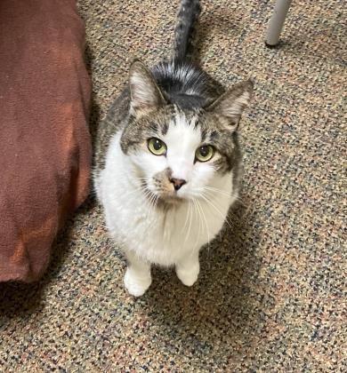 Lipton, an adoptable Domestic Short Hair in Columbia, SC, 29211 | Photo Image 2