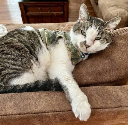 Lipton `A Priority Pet`, an adoptable Domestic Short Hair in Columbia, SC, 29211 | Photo Image 2