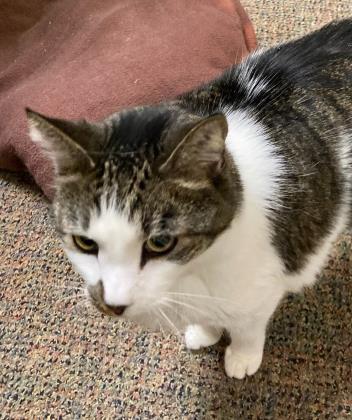 Lipton, an adoptable Domestic Short Hair in Columbia, SC, 29211 | Photo Image 3