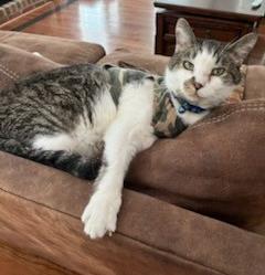 Lipton, an adoptable Domestic Short Hair in Columbia, SC, 29211 | Photo Image 3
