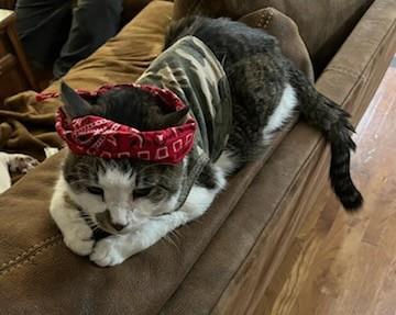 Lipton `A Priority Pet`, an adoptable Domestic Short Hair in Columbia, SC, 29211 | Photo Image 3