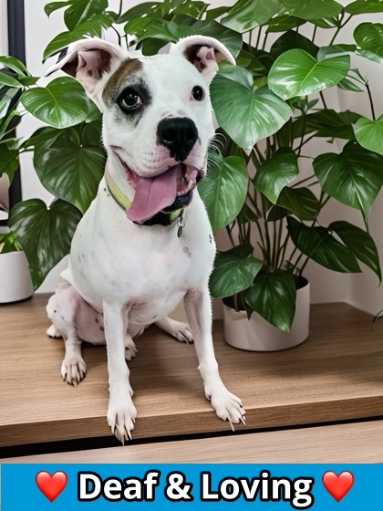 Spot, an adoptable Boxer, American Staffordshire Terrier in Columbia, SC, 29211 | Photo Image 1