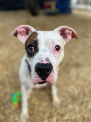 Spot, an adoptable Boxer, American Staffordshire Terrier in Columbia, SC, 29211 | Photo Image 2