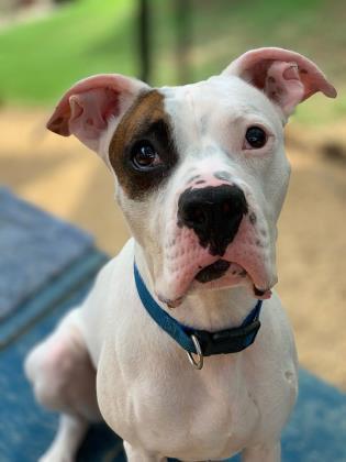 Spot, an adoptable Boxer, American Staffordshire Terrier in Columbia, SC, 29211 | Photo Image 3