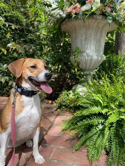 Dog for adoption - Justine, a Beagle Mix in Columbia, SC | Petfinder