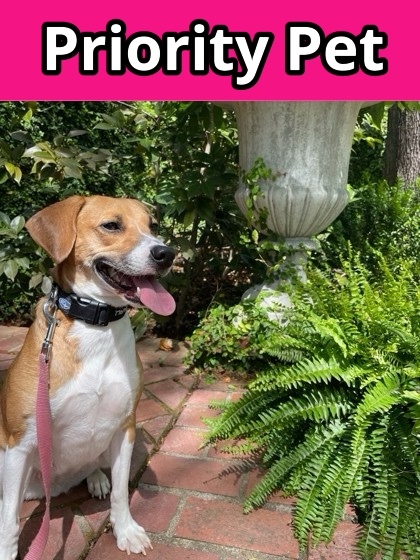 Justine `A PRIORITY PET`, an adoptable Beagle, Mixed Breed in Columbia, SC, 29211 | Photo Image 1
