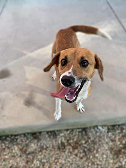 Justine `A PRIORITY PET`, an adoptable Beagle, Mixed Breed in Columbia, SC, 29211 | Photo Image 2