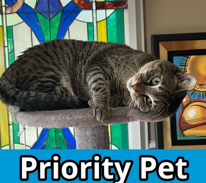 Lillian `A PRIORITY PET`, an adoptable Domestic Short Hair in Columbia, SC, 29211 | Photo Image 1