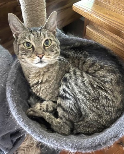 Lillian `A PRIORITY PET`, an adoptable Domestic Short Hair in Columbia, SC, 29211 | Photo Image 2