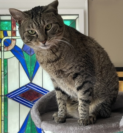 Lillian `A PRIORITY PET`, an adoptable Domestic Short Hair in Columbia, SC, 29211 | Photo Image 2