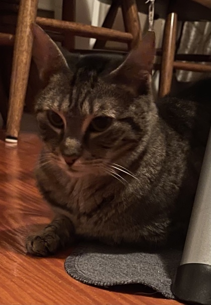 Lillian `A PRIORITY PET`, an adoptable Domestic Short Hair in Columbia, SC, 29211 | Photo Image 3