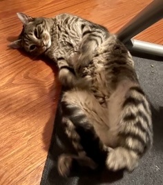 Lillian `A PRIORITY PET`, an adoptable Domestic Short Hair in Columbia, SC, 29211 | Photo Image 3