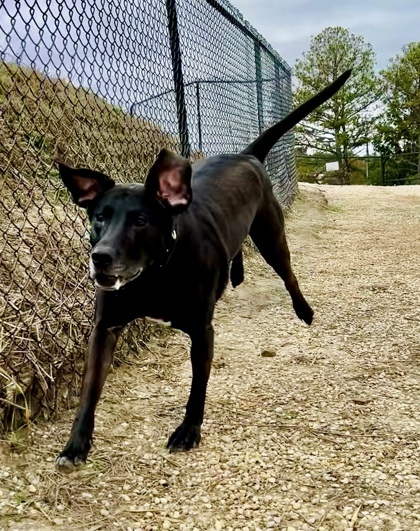 Cash, an adoptable Labrador Retriever, Mixed Breed in Columbia, SC, 29211 | Photo Image 2