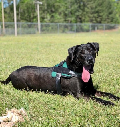 Cash, an adoptable Labrador Retriever, Mixed Breed in Columbia, SC, 29211 | Photo Image 3