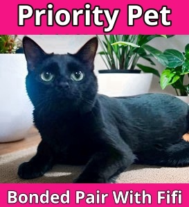 Angelica Schuyler `A PRIORITY PET`, an adoptable Domestic Short Hair in Columbia, SC, 29211 | Photo Image 1