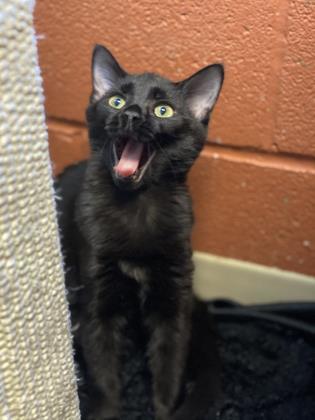 Angelica Schuyler, an adoptable Domestic Short Hair in Columbia, SC, 29211 | Photo Image 2