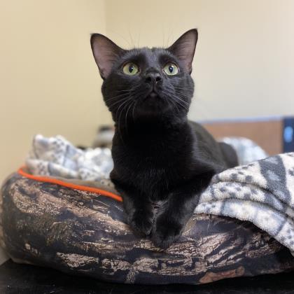 Angelica Schuyler, an adoptable Domestic Short Hair in Columbia, SC, 29211 | Photo Image 3