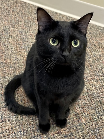 Angelica Schuyler `A PRIORITY PET`, an adoptable Domestic Short Hair in Columbia, SC, 29211 | Photo Image 3