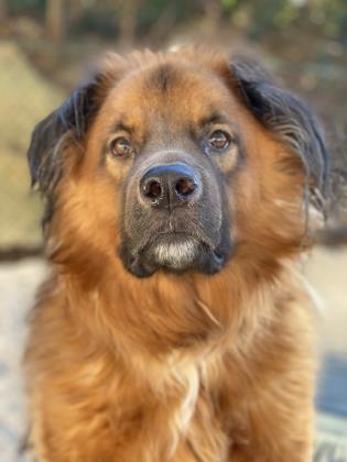 Beau, an adoptable Shepherd, Mixed Breed in Columbia, SC, 29211 | Photo Image 1
