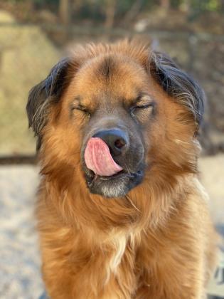 Beau, an adoptable Shepherd, Mixed Breed in Columbia, SC, 29211 | Photo Image 3