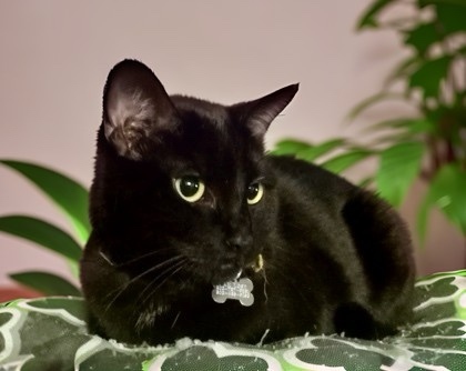 Sabrina, an adoptable Domestic Short Hair in Columbia, SC, 29211 | Photo Image 1