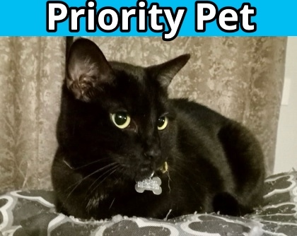 Sabrina `A PRIORITY PET`, an adoptable Domestic Short Hair in Columbia, SC, 29211 | Photo Image 1