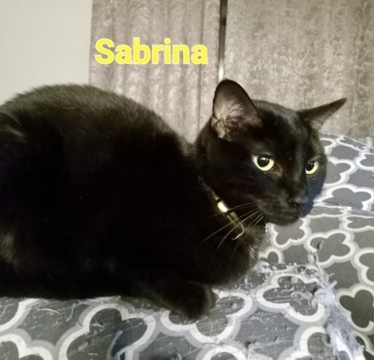 Sabrina, an adoptable Domestic Short Hair in Columbia, SC, 29211 | Photo Image 3