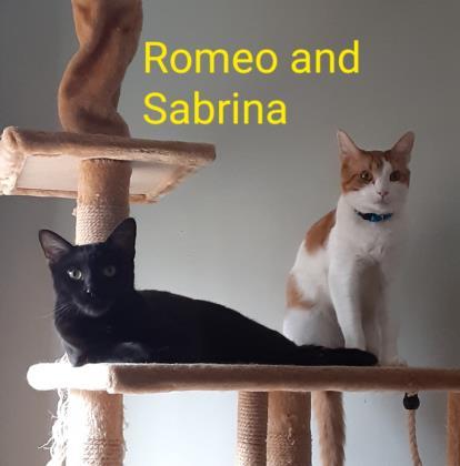 Sabrina `A PRIORITY PET`, an adoptable Domestic Short Hair in Columbia, SC, 29211 | Photo Image 3