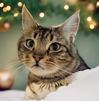 Penny, an adoptable Domestic Short Hair in Columbia, SC, 29211 | Photo Image 1