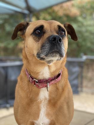 Lucey, an adoptable Shepherd, Labrador Retriever in Columbia, SC, 29211 | Photo Image 2
