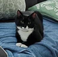 Kenzi, an adoptable Domestic Short Hair in Columbia, SC, 29211 | Photo Image 1