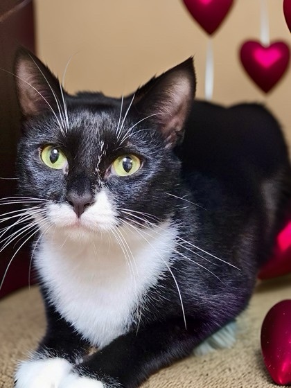 Kenzi, an adoptable Domestic Short Hair in Columbia, SC, 29211 | Photo Image 2