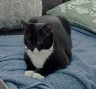 Kenzi, an adoptable Domestic Short Hair in Columbia, SC, 29211 | Photo Image 3