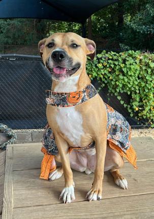 Aubrey, an adoptable American Staffordshire Terrier, Mixed Breed in Columbia, SC, 29211 | Photo Image 1