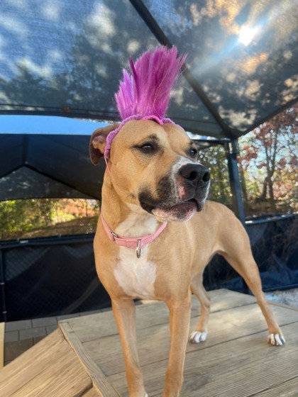 Aubrey, an adoptable American Staffordshire Terrier, Mixed Breed in Columbia, SC, 29211 | Photo Image 2