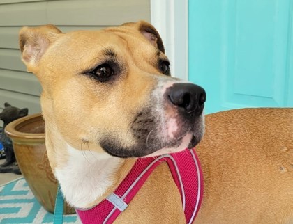 Aubrey, an adoptable American Staffordshire Terrier, Mixed Breed in Columbia, SC, 29211 | Photo Image 3