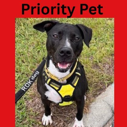 Twyla `A PRIORITY PET`, an adoptable American Staffordshire Terrier, Mixed Breed in Columbia, SC, 29211 | Photo Image 1