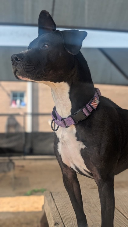 Twyla, an adoptable American Staffordshire Terrier, Mixed Breed in Columbia, SC, 29211 | Photo Image 2