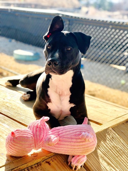 Twyla `A PRIORITY PET`, an adoptable American Staffordshire Terrier, Mixed Breed in Columbia, SC, 29211 | Photo Image 3