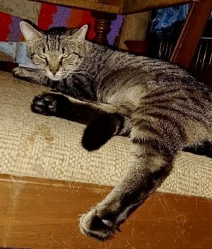 Judith, Young Female Domestic Short Hair