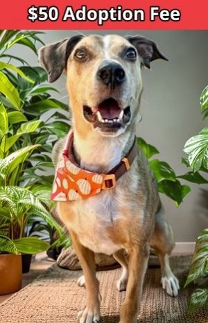 Cooper, Adult Male Catahoula Leopard Dog