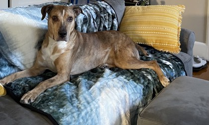 Cooper, an adoptable Catahoula Leopard Dog, Mixed Breed in Columbia, SC, 29211 | Photo Image 2