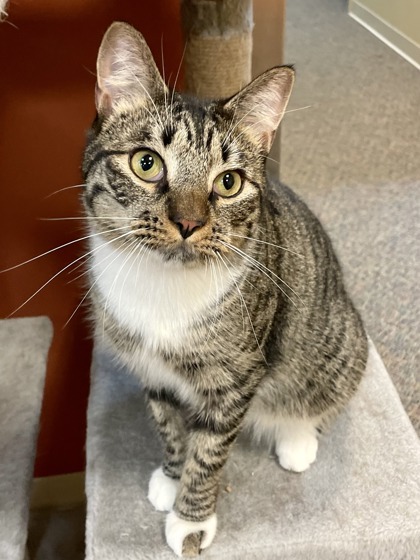 Steve, an adoptable Domestic Short Hair in Columbia, SC, 29211 | Photo Image 2