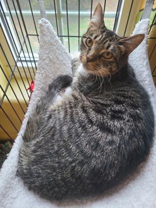 Steve, an adoptable Domestic Short Hair in Columbia, SC, 29211 | Photo Image 3