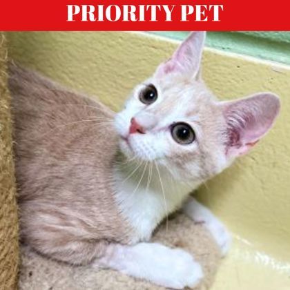 Phyllis, an adoptable Domestic Short Hair in Columbia, SC, 29211 | Photo Image 1